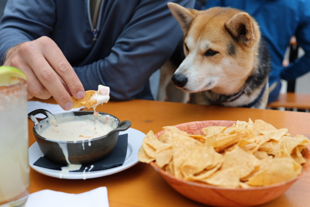 white queso in colorado 