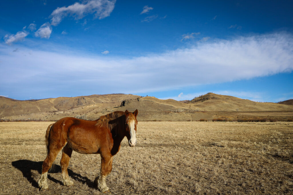 horses at the ranch. 